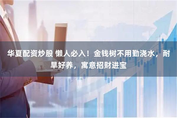 华夏配资炒股 懒人必入！金钱树不用勤浇水，耐旱好养，寓意招财进宝